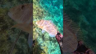 🐟👻Dentex🐟👻 #fishing #spearfishing #pescasub #fish #passion #underwater #scubadiving #snapper