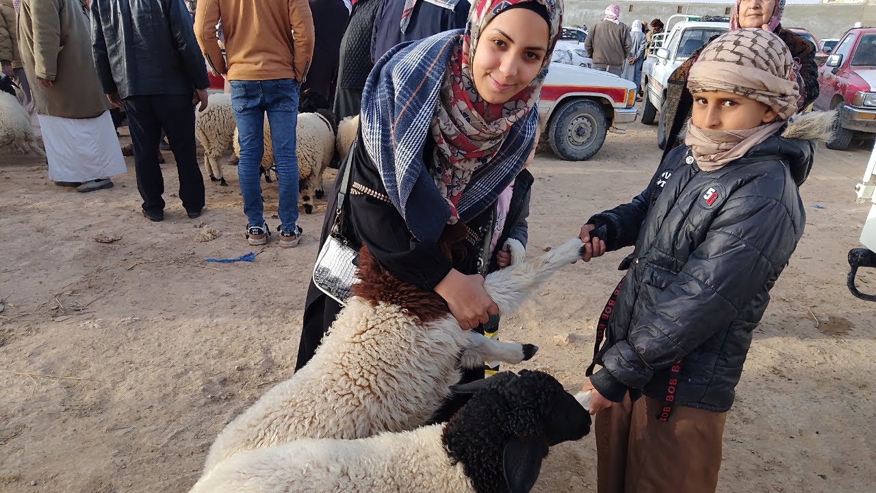 اسعار الغنم في مرسي مطروح