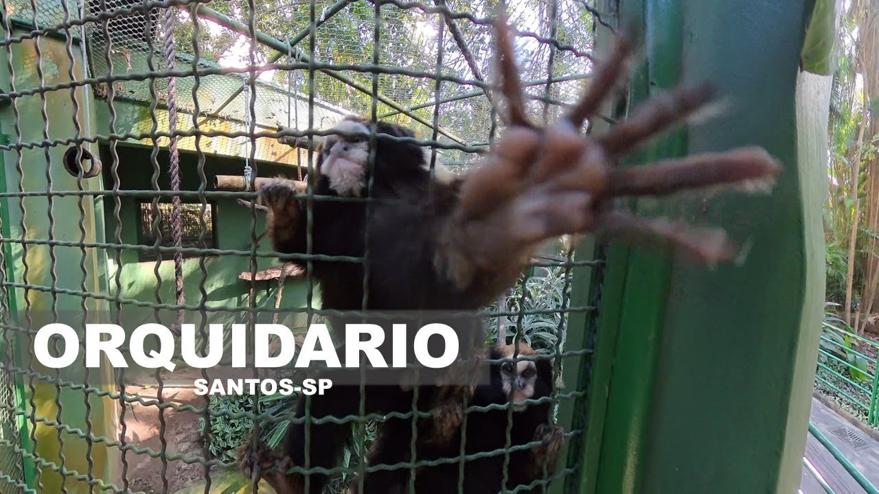 O Zoológico Escondido no Meio de Santos #baixadasantista #santos #nature