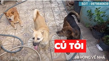 Hi Vọng Tìm Được Củ Tỏi - TMTV