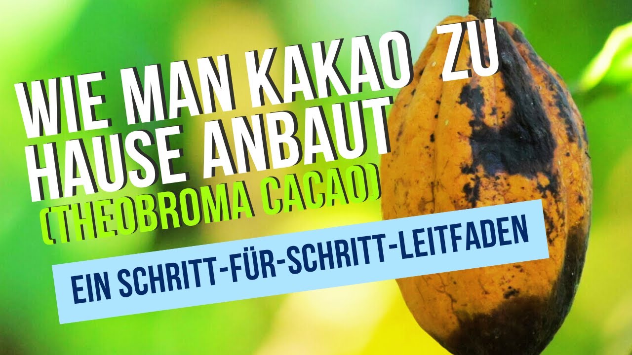 80x Kakao Baum Samen - Winterharte Obstbäume Für Garten