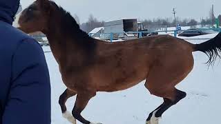 Madis Shael (Mazkhar Shael - Dassi Shael), 3-year-old akhalteke filly