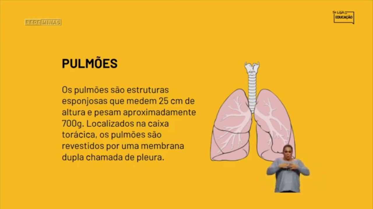 As Trocas Gasosas No Pulmao Humano Em Condicoes Normais Ocorrem