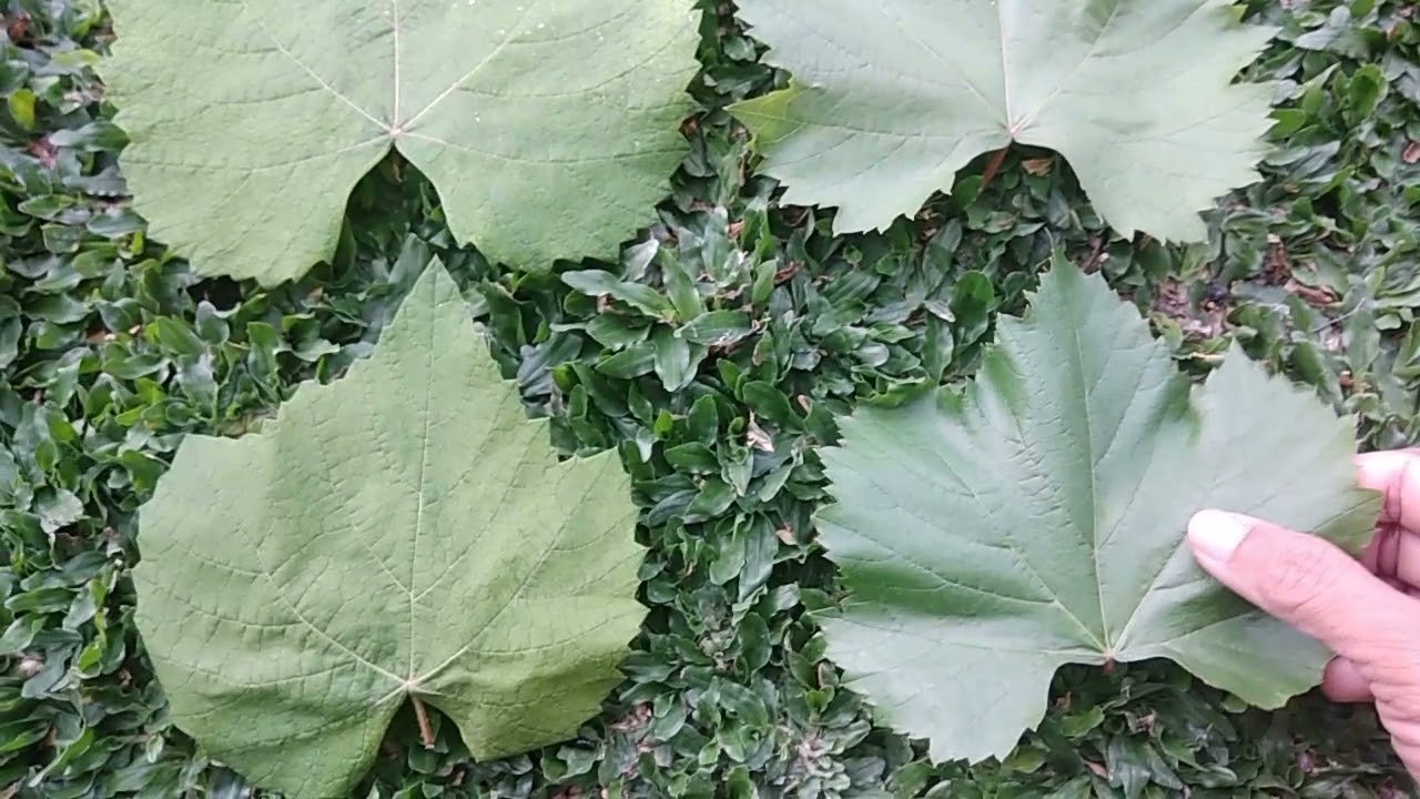 Tips Cara Membedakan Anggur Jupiter dan Isabella