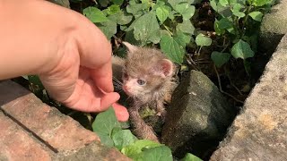 Bath the kitten that ran away from home with a dirty body