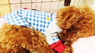 すやすやおやすみ中