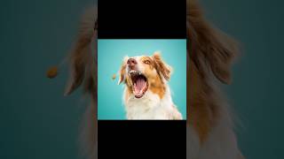 Photos de chiens en studio #chien #photography #photo