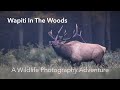 Wildlife Photography - Wapiti in the Woods