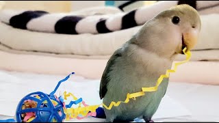 Tips to Help a Bird Stop Biting! *Top 5 parrot HACKS* by Puff Pets 1,028 views 3 years ago 8 minutes, 42 seconds