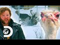 Gabe Loses His Wedding Ring Wrestling An Ostrich! | Alaskan Bush People