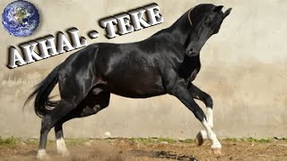 TOP Beautiful Akhal Teke Horse in the World!