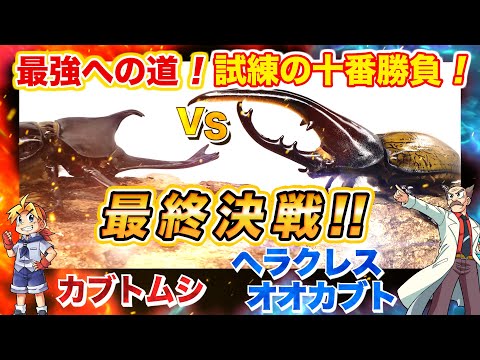 【どっちが強い!?試練の十番勝負編 】最終戦 カブトムシVSヘラクレスオオカブト #昆虫バトル