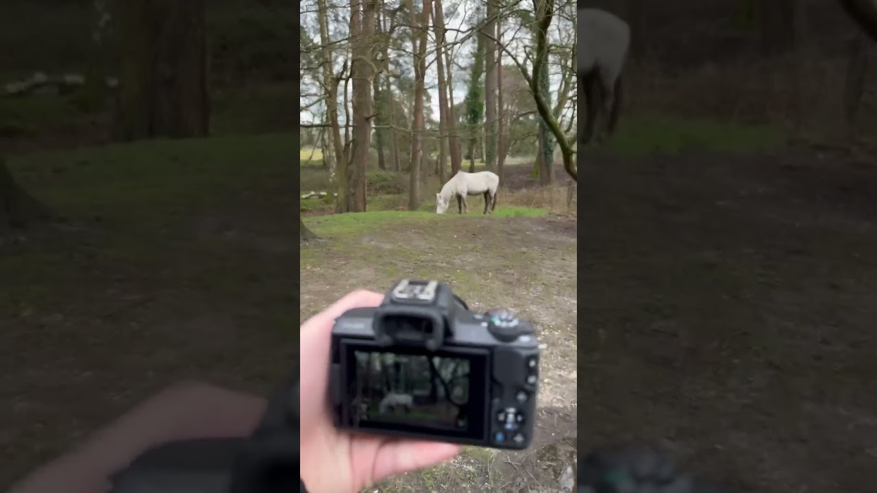 The set up vs the shot New Forest pony edition! 🐴