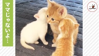(ENG sub)Big Kitten is Flustered When Smaller Kitties Think He’s Their Mommy…