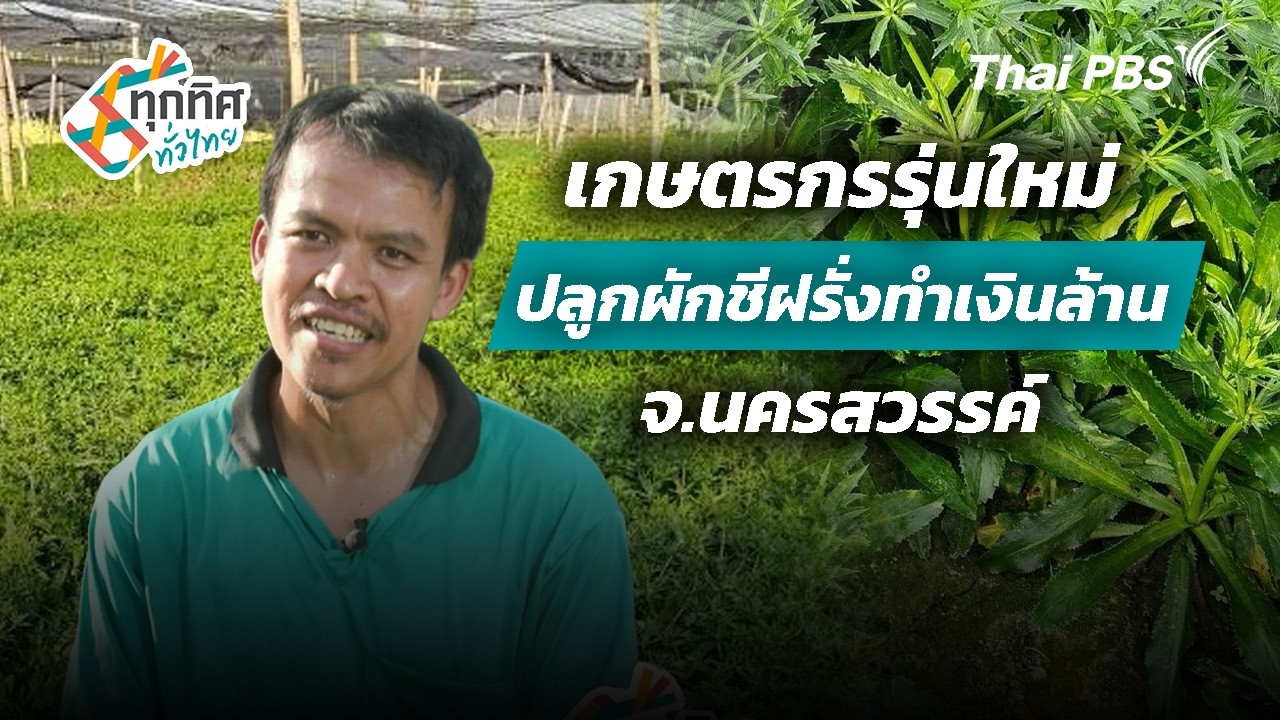 เกษตรกรรุ่นใหม่ปลูกผักชีฝรั่งทำเงินล้าน จ.นครสวรรค์ | ทุกทิศทั่วไทย