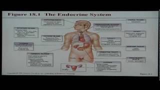 Anatomy and Physiology Help: Chapter 18 Endocrine System
