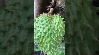 GUYABANO/SOURSOP FRUIT#short#shorts #youtubeshorts #satisfying #best #fruit #trending #viral