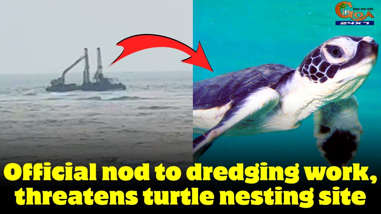 Official nod to dredging work, threatens turtle nesting site.
