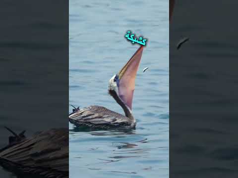 البجع الطائر الذي يحاول أكل كل شيء أمامه عجائب الحيوانات البجع