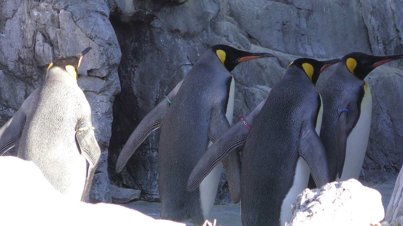 King penguin (Tokyo Sea Life Park, Tokyo, Japan) December 17, 2017