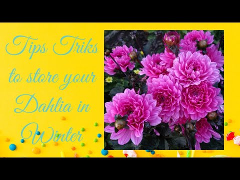 Video: Storing dahlia tubers in the winter at home