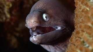 11 Minute Great EEL Escape!