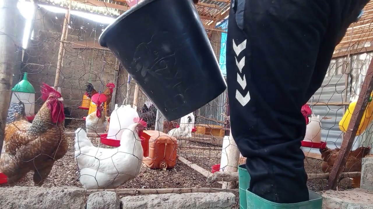 Les poulets Goliath une bénédiction pour l'Afrique