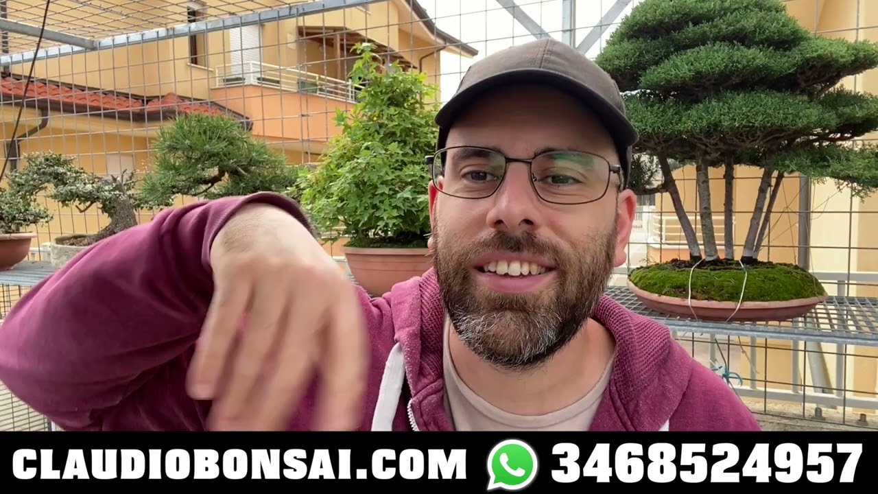 QUALI RAMI DEL BONSAI FARE SALTARE, impostazione primaria