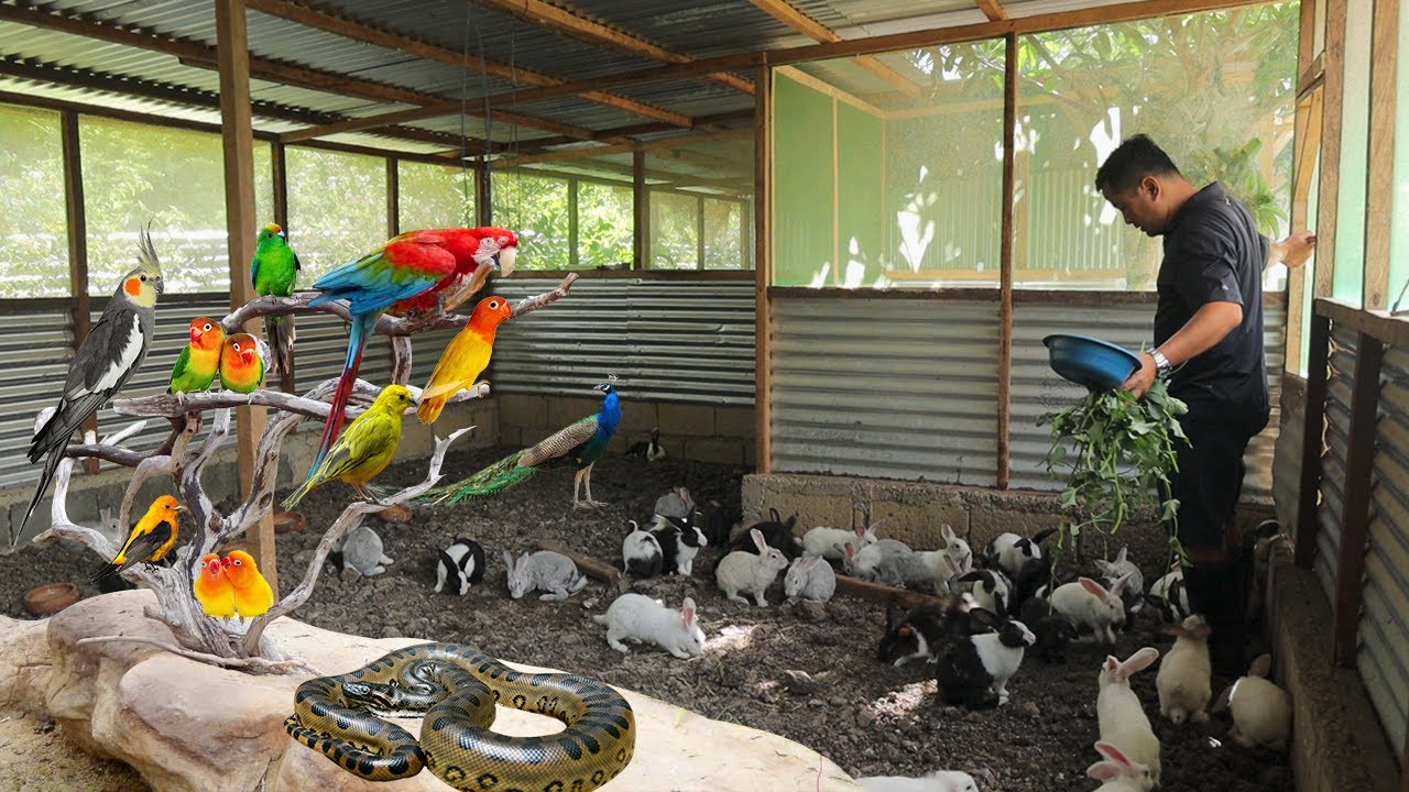 2 Years Ago I Started My Livestock Farming Journey, How We Started the