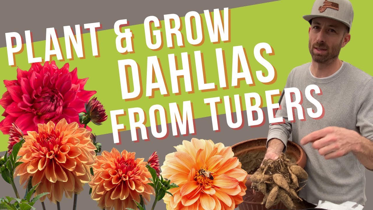 How to Grow Dahlias from Tubers Plant Now for Beautiful Early Blooms