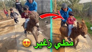 خليت المطي يركض وراهم 🦓🤣 | اول مره يشوفون المطي الزغير 😄