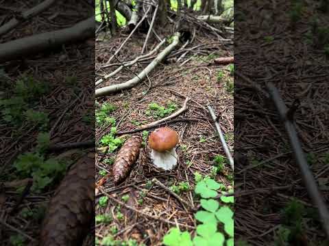 ГНАТЬ ИЗ ЛЕСА ТАКИХ ГРИБНИКОВ! НЕДОВОЛЬНЫХ