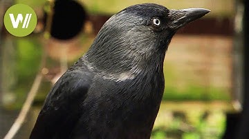 Ravens and crows - the most intelligent birds in the world (animal documentary in HD)