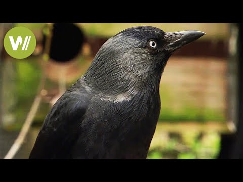 Video: Which Bird Is The Smartest