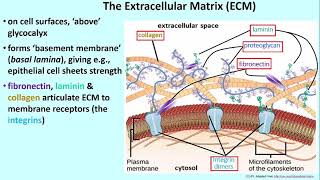 292-2 The Extracellular Matrix