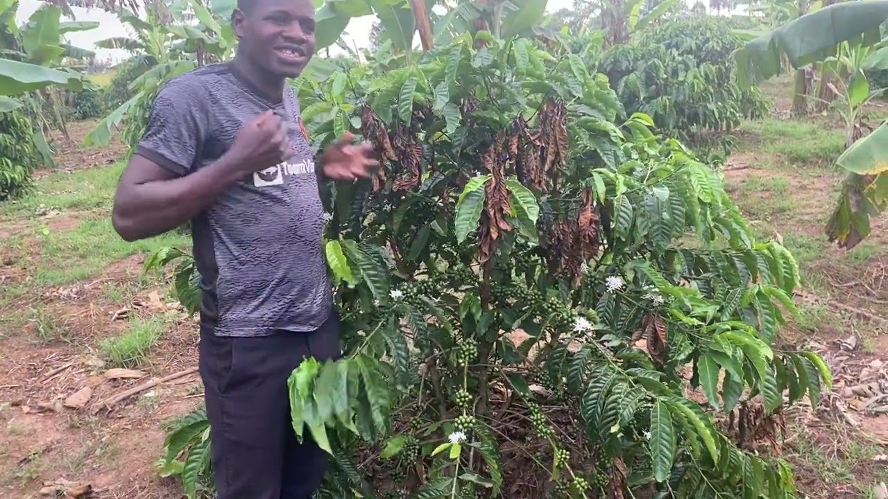Coffee twig borer management 