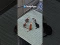 Viral Video Shows Cats Holding a “Round Table Meeting."