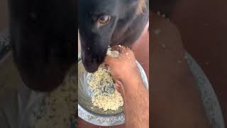 #viral #dog #videotape 😛😛