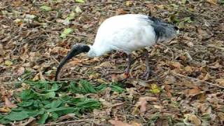 Wild ibis in Sydney Botanic Gardens