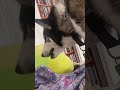 Treat ASMR with Luna #husky #asmr  #asmreating