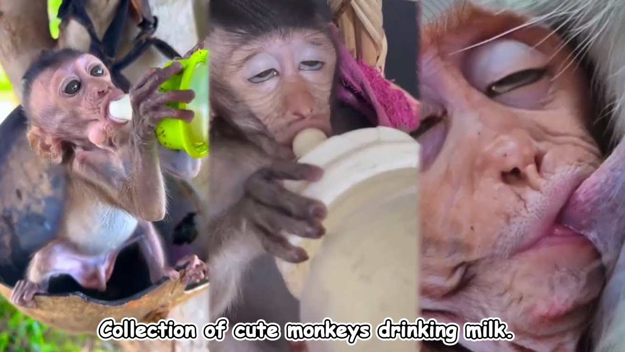 A collection of adorable moments of baby monkeys drinking milk.