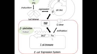 ExprSystem video 04