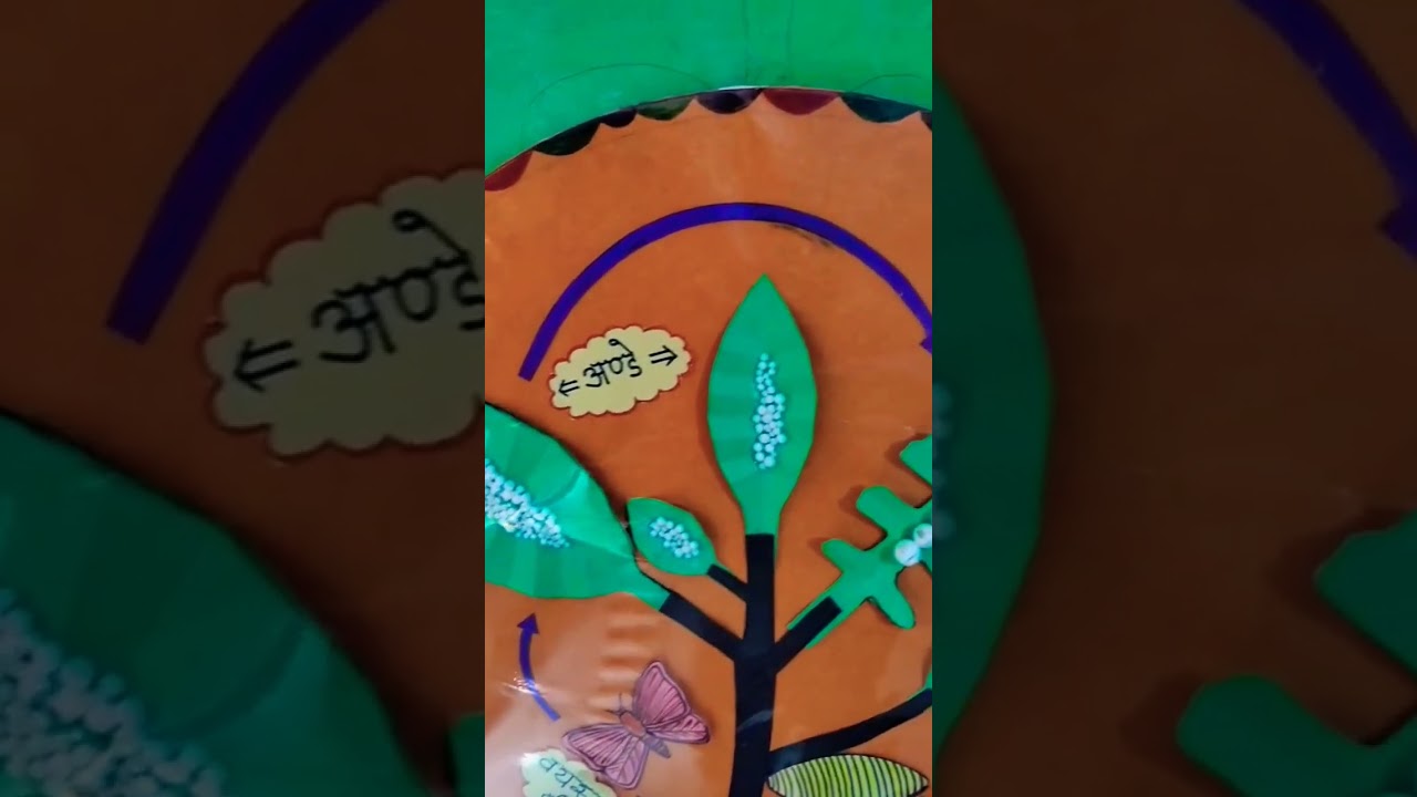 life cycle of silk worm  🐛