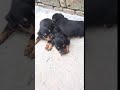 German Hunting Terrier puppy の動画、YouTube動画。