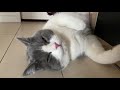 猫が眠りに落ちる瞬間（ふく）