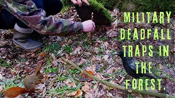 Easy Deadfall Trap. #bushcraft #wildlife #animals #outdoorskills #fyp #survivalskills #primitive