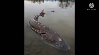 Largest river fish ever caught!! Beluga Sturgeon- 9 M views