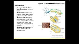 Becker Ch 10 LECTURE Part 1 of 1 Recorded Lecture  Welsh Holes HumanA&P 2024 Release PPT Accessible