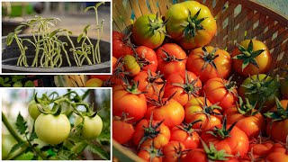 How to grow tomatoes from seed to harvest | growing tomatoes on terrace garden #tomatoplant  #tomato