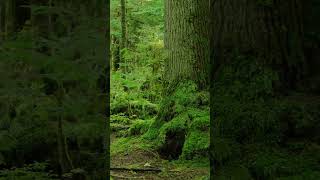 Forest Birds Singing in Ancient Moss Cathedral  #forestambience #birdsounds #naturesounds
